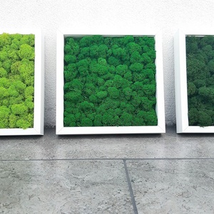 Set tablouri din licheni 3030 cm - casă & stil de viață - accesorii pentru decorat casa - decorațiuni de pereți, decorațiuni suspendate - tablou cu licheni - Artynos.ro