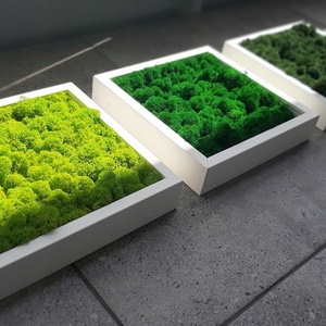 Set tablouri din licheni 3030 cm, Casa & Stil de viata, Accesorii pentru decorat casa, Decoratiuni de pereti, decoratiuni suspendate, Tablou cu licheni, Altele, ARTYNOS