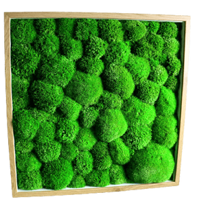 Tablou din licheni 4040 cm, Casa & Stil de viata, Accesorii pentru decorat casa, Decoratiuni de pereti, decoratiuni suspendate, Tablou cu licheni, Altele, ARTYNOS