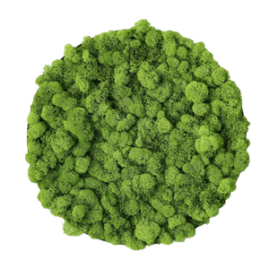 Cerc din licheni 30 cm, Casa & Stil de viata, Accesorii pentru decorat casa, Decoratiuni de pereti, decoratiuni suspendate, Tablou cu licheni, Altele, ARTYNOS