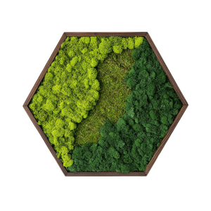 Hexagon din licheni 3535 cm, Casa & Stil de viata, Accesorii pentru decorat casa, Decoratiuni de pereti, decoratiuni suspendate, Tablou cu licheni, Altele, ARTYNOS