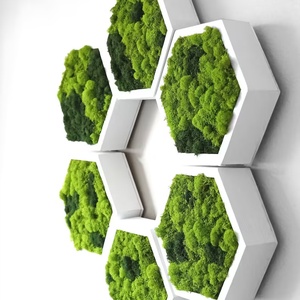 Hexagoane din licheni 3530 cm Set - casă & stil de viață - accesorii pentru decorat casa - decorațiuni de pereți, decorațiuni suspendate - tablou cu licheni - Artynos.ro