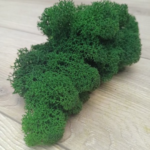 Tablouri din licheni 3535 cm SET - casă & stil de viață - accesorii pentru decorat casa - decorațiuni de pereți, decorațiuni suspendate - tablou cu licheni - Artynos.ro