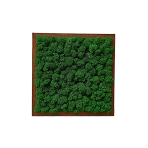 Tablou cu licheni 2525 cm, Casa & Stil de viata, Accesorii pentru decorat casa, Decoratiuni de pereti, decoratiuni suspendate, Tablou cu licheni, Altele, ARTYNOS