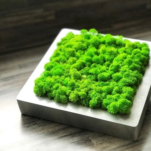 Tablou din licheni 2020 cm, Casa & Stil de viata, Accesorii pentru decorat casa, Decoratiuni de pereti, decoratiuni suspendate, Tablou cu licheni, Altele, ARTYNOS