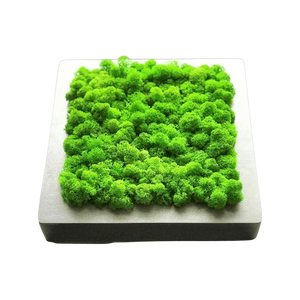 Tablou din licheni 2020 cm - casă & stil de viață - accesorii pentru decorat casa - decorațiuni de pereți, decorațiuni suspendate - tablou cu licheni - Artynos.ro