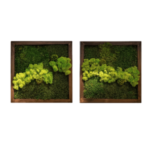 Tablouri cu licheni 4040 cm - casă & stil de viață - accesorii pentru decorat casa - decorațiuni de pereți, decorațiuni suspendate - tablou cu licheni - Artynos.ro