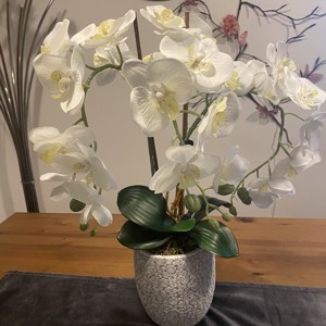 Orhidea masa dis, , , ARTYNOS