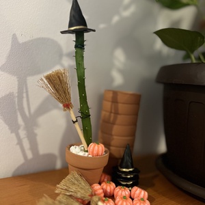 Cactus Vrajitoare - Artynos.ro