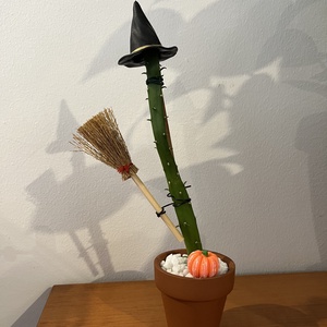 Cactus Vrăjitoare - casă & stil de viață - accesorii pentru decorat casa - halloween - tot ce ai nevoie pentru petrecere! - figurine halloween - Artynos.ro Cactus Vrăjitoare - casă & stil de viață - accesorii pentru decorat casa - halloween - tot ce ai nevoie pentru petrecere! - figurine halloween - Artynos.ro
