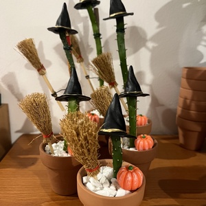 Cactus Vrajitoare Mic - Artynos.ro