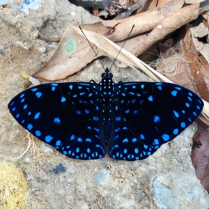 BROȘĂ FLUTURE ALBASTRU - Noapte înstelată - bijuterii - broșe - Artynos.ro