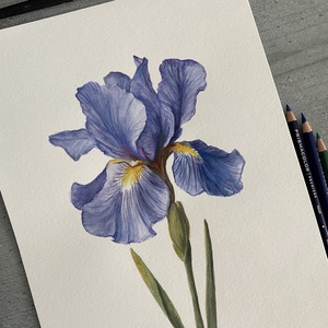 Tablou pictura in acuarela si creioane colorate floare Iris - Artynos.ro