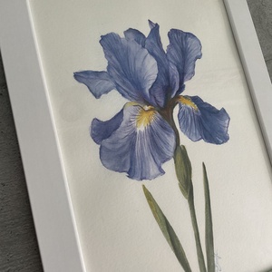 Tablou pictura in acuarela si creioane colorate floare Iris - arte vizuale și accesorii  - grafică, ilustrație - alte desene - Artynos.ro