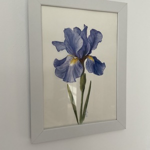 Tablou pictura in acuarela si creioane colorate floare Iris - arte vizuale și accesorii  - grafică, ilustrație - alte desene - Artynos.ro