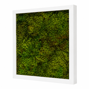 Tablou din muschi plat stabilizat 30x30 cm - casă & stil de viață - decorațiuni de casă - decorațiuni de pereți - tablou cu licheni - Artynos.ro