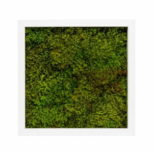 Tablou din muschi plat stabilizat 30x30 cm - casă & stil de viață - decorațiuni de casă - decorațiuni de pereți - tablou cu licheni - Artynos.ro