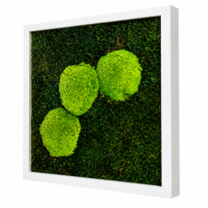 Tablou din muschi plat si muschi bombat stabilizat 30x30 cm - casă & stil de viață - decorațiuni de casă - decorațiuni de pereți - tablou cu licheni - Artynos.ro