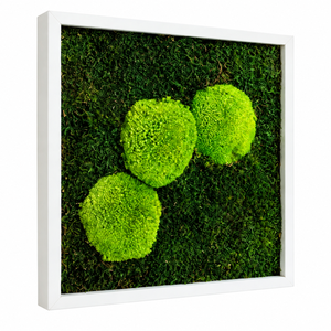 Tablou din muschi plat si muschi bombat stabilizat 30x30 cm - casă & stil de viață - decorațiuni de casă - decorațiuni de pereți - tablou cu licheni - Artynos.ro