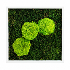 Tablou din muschi plat si muschi bombat stabilizat 30x30 cm - casă & stil de viață - decorațiuni de casă - decorațiuni de pereți - tablou cu licheni - Artynos.ro