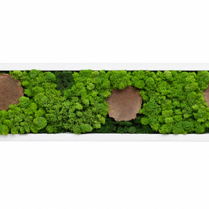 Tablou din licheni stabilizati si muschi plat, rama alba 100x15 cm - casă & stil de viață - decorațiuni de casă - decorațiuni de pereți - tablou cu licheni - Artynos.ro