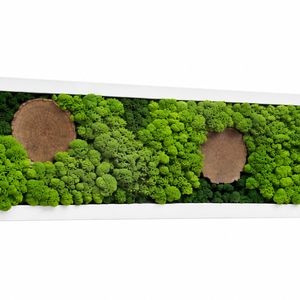Tablou din licheni stabilizati si muschi plat, rama alba 100x15 cm - casă & stil de viață - decorațiuni de casă - decorațiuni de pereți - tablou cu licheni - Artynos.ro