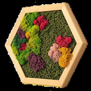 Hexagon decorativ cu licheni multicolori, 30�25 cm - casă & stil de viață - decorațiuni de casă - decorațiuni de pereți - tablou cu licheni - Artynos.ro