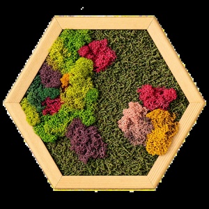 Hexagon decorativ cu licheni multicolori, 30�25 cm - casă & stil de viață - decorațiuni de casă - decorațiuni de pereți - tablou cu licheni - Artynos.ro