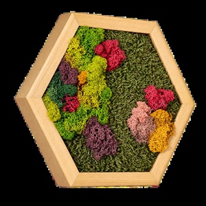 Hexagon decorativ cu licheni multicolori, 30�25 cm - casă & stil de viață - decorațiuni de casă - decorațiuni de pereți - tablou cu licheni - Artynos.ro