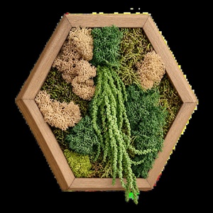 Hexagon cu licheni, mușchi și plante curgătoare, 30�25 cm - casă & stil de viață - decorațiuni de casă - decorațiuni de pereți - tablou cu licheni - Artynos.ro