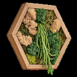 Hexagon cu licheni, mușchi și plante curgătoare, 30�25 cm - casă & stil de viață - decorațiuni de casă - decorațiuni de pereți - tablou cu licheni - Artynos.ro