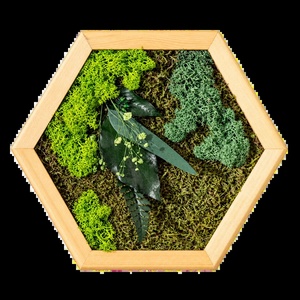 Hexagon vegetal cu licheni, mușchi și frunze stabilizate, 30�25 cm - casă & stil de viață - decorațiuni de casă - decorațiuni de pereți - tablou cu licheni - Artynos.ro