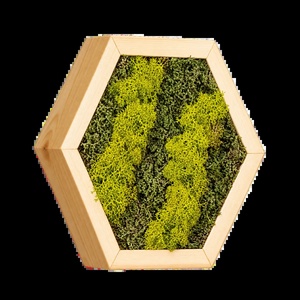 Hexagon din licheni în verde olive și mușchi plat, 30�25 cm - casă & stil de viață - decorațiuni de casă - decorațiuni de pereți - tablou cu licheni - Artynos.ro