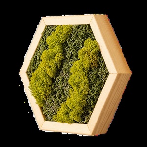Hexagon din licheni în verde olive și mușchi plat, 30�25 cm - casă & stil de viață - decorațiuni de casă - decorațiuni de pereți - tablou cu licheni - Artynos.ro