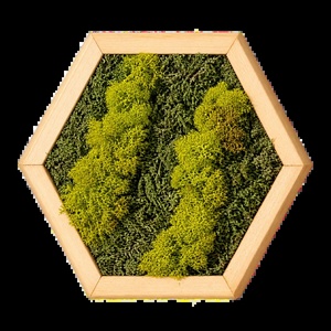 Hexagon din licheni în verde olive și mușchi plat, 30�25 cm - casă & stil de viață - decorațiuni de casă - decorațiuni de pereți - tablou cu licheni - Artynos.ro