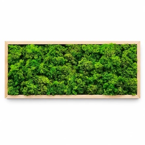 Tablou orizontal cu licheni în ramă natur, model 3269, 70�30 cm - casă & stil de viață - decorațiuni de casă - decorațiuni de pereți - tablou cu licheni - Artynos.ro