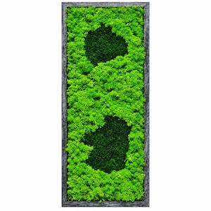 Tablou cu licheni și două motive verde închis, ramă gri, 70�30 cm - casă & stil de viață - decorațiuni de casă - decorațiuni de pereți - tablou cu licheni - Artynos.ro