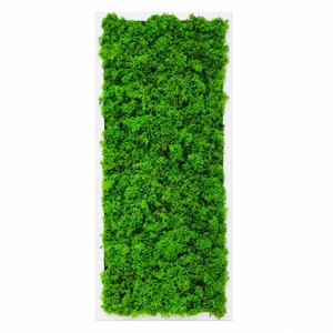 Tablou vertical cu licheni pe suport alb, model 3266, 70�30 cm - casă & stil de viață - decorațiuni de casă - decorațiuni de pereți - tablou cu licheni - Artynos.ro