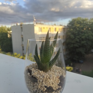 Aranjamente cu plante, Casa & Stil de viata, Accesorii pentru casa si gradina, Cultivarea plantelor , Aranjament de flori, Mic colt de natura, surprins sub cerul de vara 
O suculenta fericita, asezata intr-un pahar cu grij..., ARTYNOS