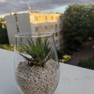 Aranjamente cu plante - casă & stil de viață - accesorii pentru casă și grădină - cultivarea plantelor  - Artynos.ro