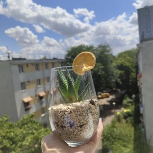 Aranjamente cu plante - casă & stil de viață - accesorii pentru casă și grădină - cultivarea plantelor  - Artynos.ro