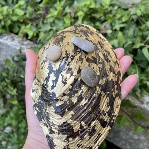 Lumânare unică cu scoici de lac - Lumânare artizanală din materiale naturale -  - Artynos.ro