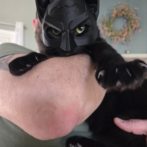 Masca Batman Cica -  - Artynos.ro
